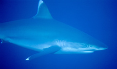 Carcharhinus albimarginatus