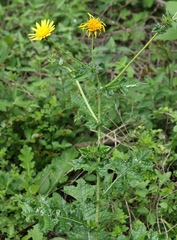 Berkheya bergiana