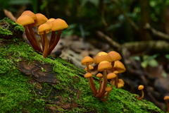 Gymnopilus picreus