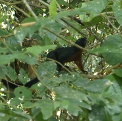 Callosciurus prevostii