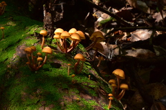Gymnopilus picreus