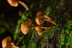 Gymnopilus picreus