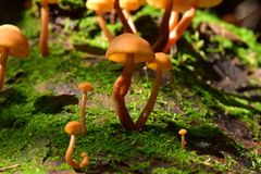 Gymnopilus picreus