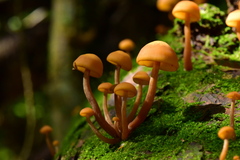 Gymnopilus picreus