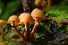 Gymnopilus picreus