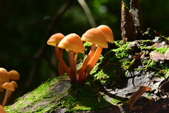 Gymnopilus picreus