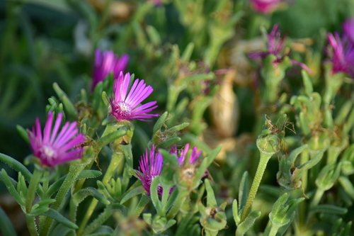 Another photo of Delosperma