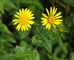 Berkheya bergiana