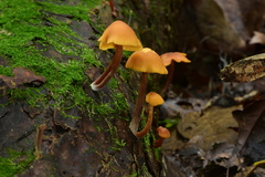 Gymnopilus picreus