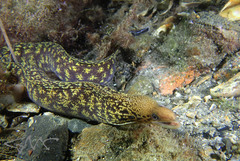 Gymnothorax cribroris