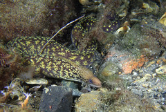 Gymnothorax cribroris