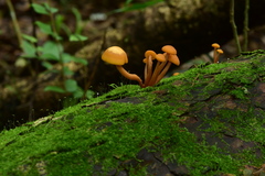 Gymnopilus picreus