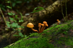 Gymnopilus picreus
