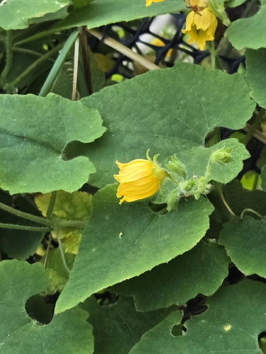 Thladiantha nudiflora, photograph 4