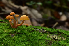 Gymnopilus picreus