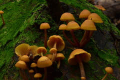 Gymnopilus picreus