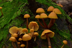 Gymnopilus picreus