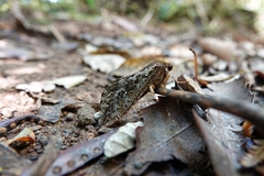 Dumbletonius characterifer