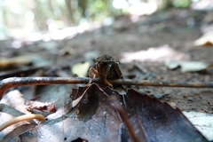 Dumbletonius characterifer