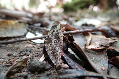 Dumbletonius characterifer