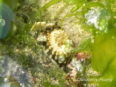 Anthopleura handi