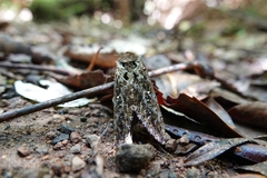 Dumbletonius characterifer