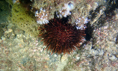 Dolabella auricularia