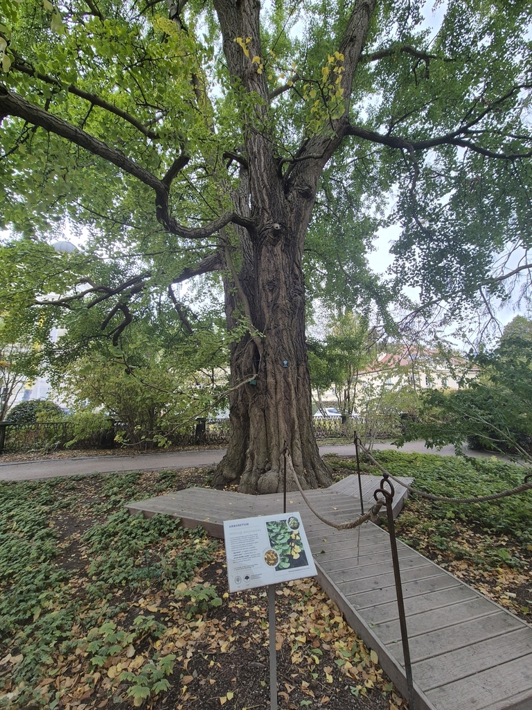 The Ginkgo of the Botanical Garden