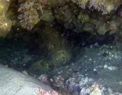 Epinephelus malabaricus