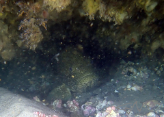 Epinephelus malabaricus