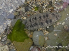 Holothuria pardalis