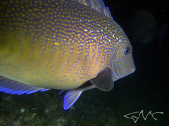 Prionurus maculatus