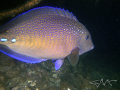 Prionurus maculatus