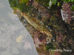 Charybdis annulata