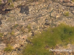 Spratelloides gracilis