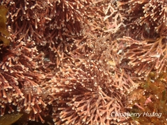 Tricleocarpa fragilis