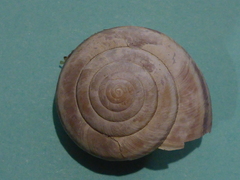 Helminthoglypta dupetithouarsi