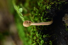 Paraisaria gracilioides