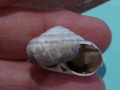 Helminthoglypta dupetithouarsi