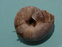 Helminthoglypta dupetithouarsi