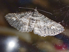 Eucymatoge scotodes