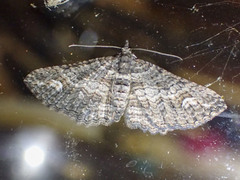 Eucymatoge scotodes