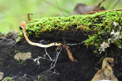 Paraisaria gracilioides