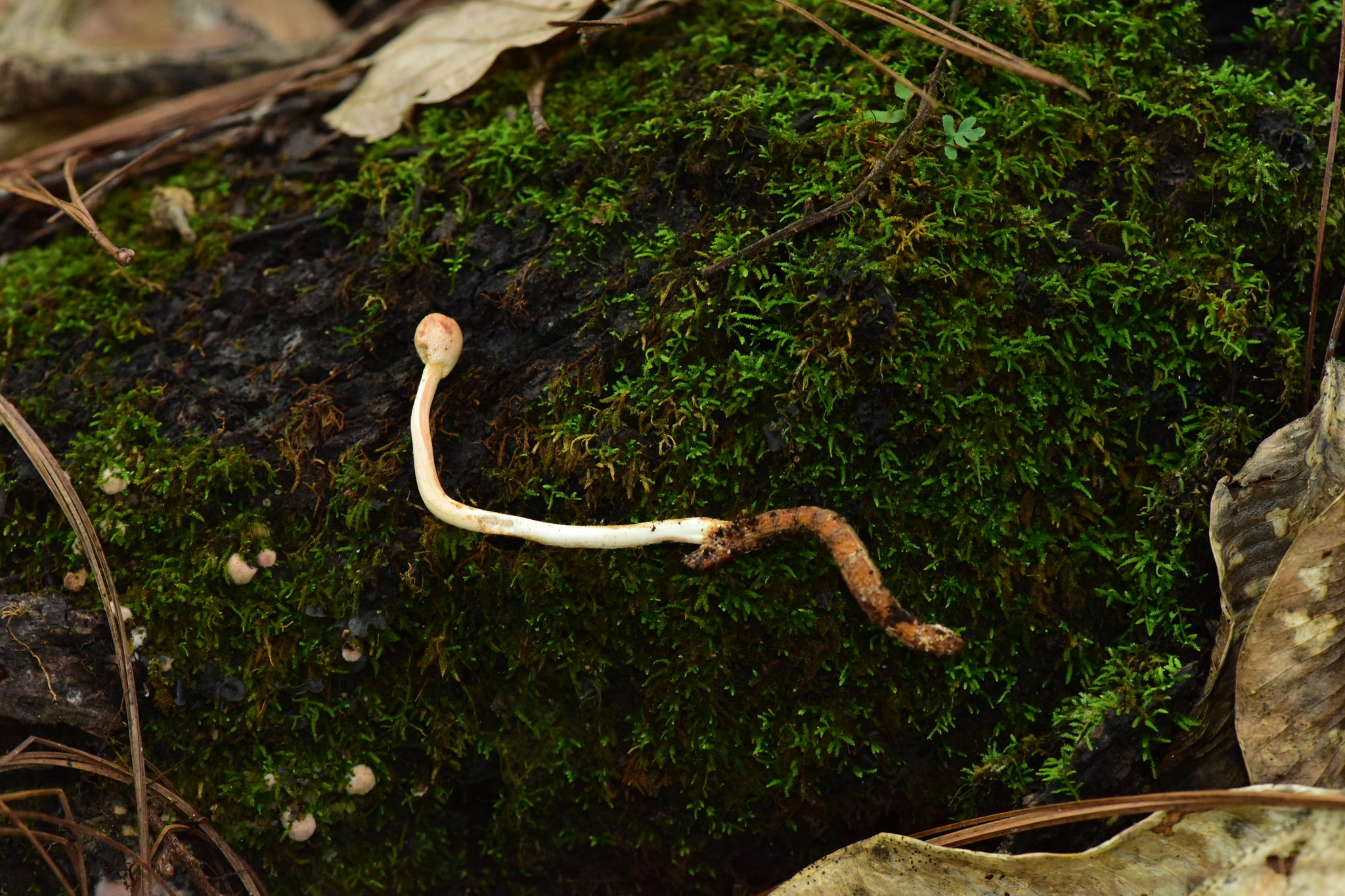 Ophiocordyceps image