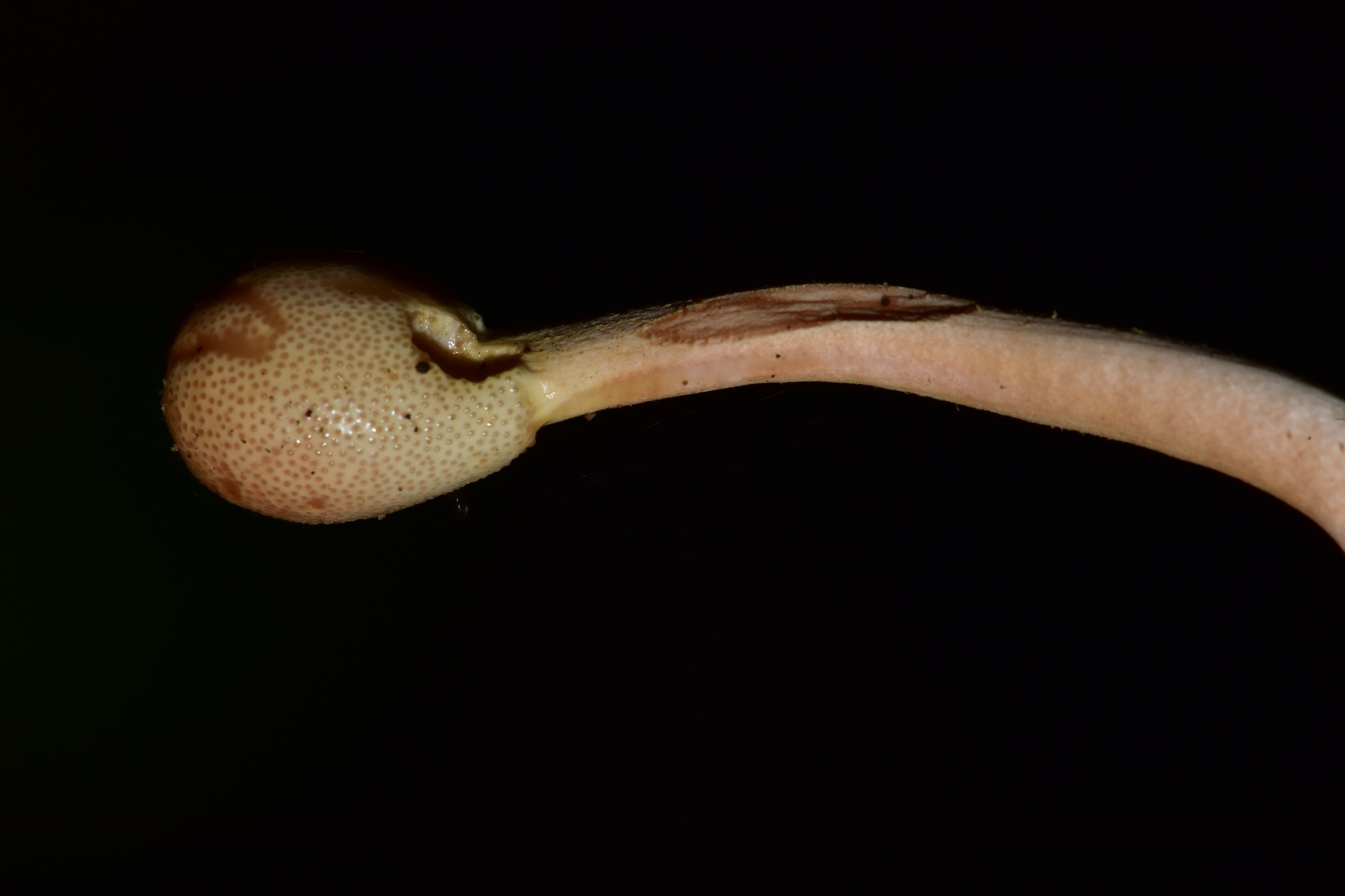 Ophiocordyceps image