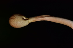 Paraisaria gracilioides