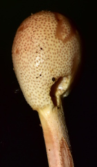 Paraisaria gracilioides
