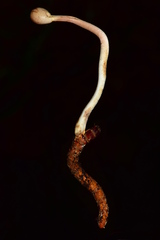 Paraisaria gracilioides