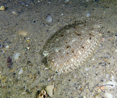 Pardachirus hedleyi