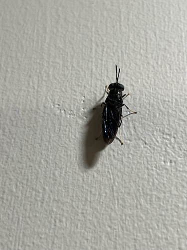 Unknown species found near Lancaster Rd, Berlin, MA, US